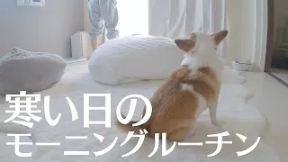 寒さのあまり飼い主から離れられない犬たちのモーニングルーティン