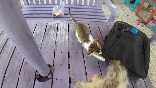 Hungry Mother Cat beats her own Kitten by not sharing her food even with her own theme