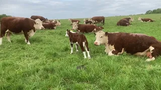 Cow Calf Love