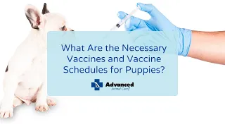 What Are the Necessary Vaccines and Vaccine Schedules for Puppies?