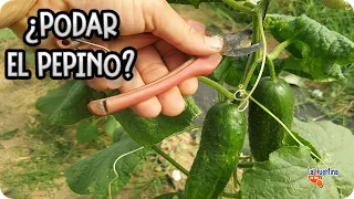 Como Y Porque Podar El Pepino En El Huerto || La Huertina De Toni