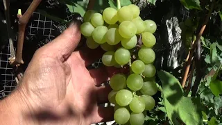 Обзор бело ягодных технических не укрывных сортов винограда.