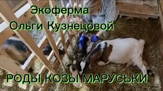 Роды козы Маруськи.