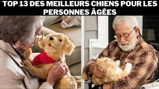 Top 13 des meilleurs chiens pour les personnes âgées