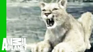 Wolf vs. Cougar | Animal Face-Off