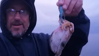 KALK BAY | CUTTLEFISH