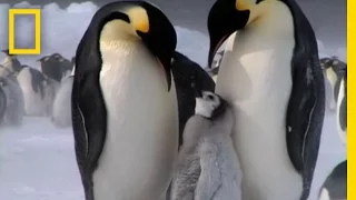 Penguin Parent Patrol | National Geographic