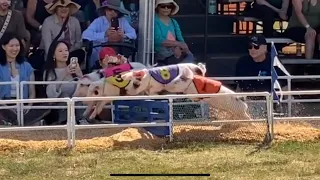 The best race ever #ocfair pig races #fastest #cutepig #cute