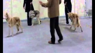 Chien-loups de Saarloos ar Borin Braz Expo Laval 2010