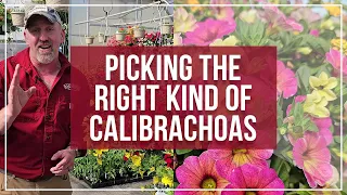 Picking the Right Kind of Calibrachoas