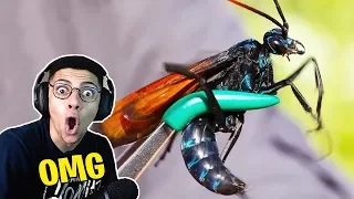 TSM Myth Reacts To STUNG by a TARANTULA HAWK!