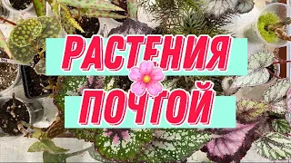 КОМНАТНЫЕ РАСТЕНИЯ ПОЧТОЙ/КАК ЗАКАЗАТЬ?