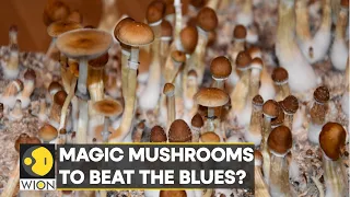 WION Fineprint | Magic Mushrooms can be safely used to treat depression, study finds