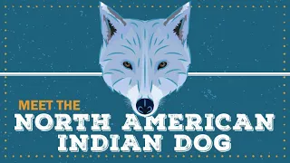 North American Indian Dog | CKC Breed Facts & Profile
