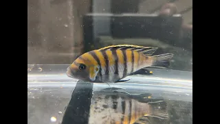 MBUNA CYNOTILAPIA ZEBROIDES COBUE - CICLÍDEO AFRICANO RARO!!!