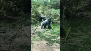 Gorilla Knuckle Walking Bronx Zoo NY