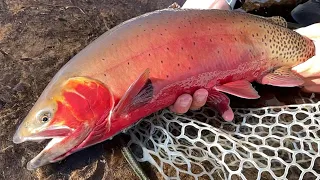 HIGH ALPINE CUTTHROAT - Fly Fishing Colorado