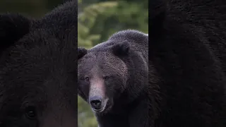 Wildlife Photography-Grizzly Bear Boar-Jackson Hole/Grand Teton Park/Yellowstone Park-Best #shorts