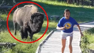 15 Scariest Bison Encounters of The Year
