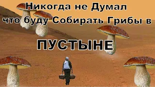 I collect white mushrooms in the DESERT. What MUSHROOMS Did the Desert Give During the Season