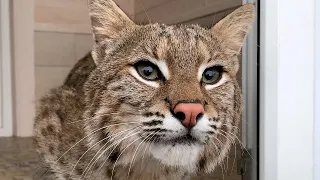 MEETING BOBCATS LUNA AND RUFUS / Choral grumbling and unexpected reaction to serval