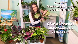 Самое полное видео о калатеях. Особенности ухода и выращивания.