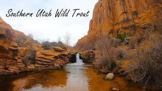 Southern Utah Wild Trout (Near Arches & Bryce Canyon Natl. Parks)