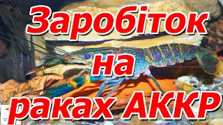 Чи можливо заробити на раках АККР в маленькому приміщенні ?