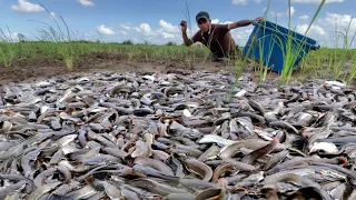 wow amazing fishing - a lots of catch catfish in mud little water at field by tools a fishing