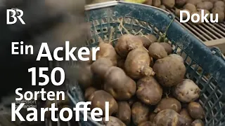 Kartoffeln: Ernte von 150 verschiedenen Sorten | Zwischen Spessart und Karwendel | Doku | BR