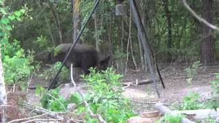 Big Boar with the Grave Digger Broadhead