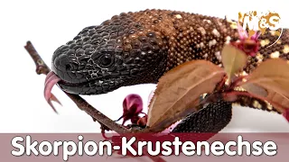 Achtung giftig! | Skorpion-Krustenechse (Heloderma horridum)