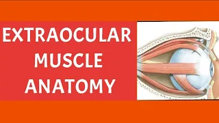 EXTRAOCULAR MUSCLES ANATOMY PART 1