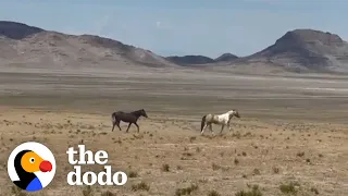 Woman Reunites Bonded Wild Horses | The Dodo