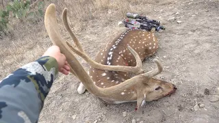 Bowhunting GIANT Axis Deer in West Texas!!!