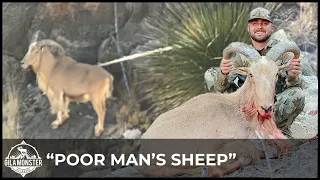 New Mexico Barbary Sheep - POOR MAN’S SHEEP