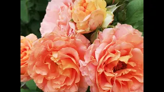 Роза необычайной красоты Вивьен Вествуд.