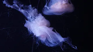 Loro Parque Jellyfish Aquarium (2022)