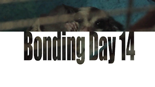 Sugar Glider Bonding - Day 14