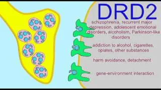 AP1: BRAIN: DOPAMINE RECEPTORS