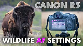 The BEST Autofocus Settings on Canon EOS R5 for Wildlife Photography
