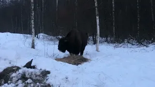 Как себя вести при встрече с диким зубром.