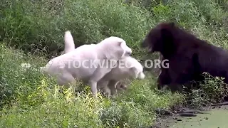 wolves fighting bear