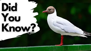 Facts you should know about BLACK HEADED GULLS!