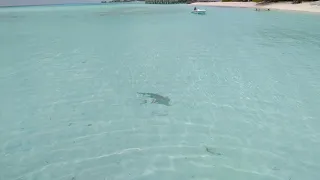 Shark near the beach, Summer Island Maldives