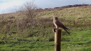 Kestrel hunting