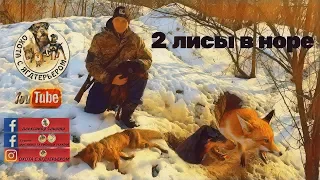 Охота с ягдтерьером, 2 лисы в норе. Fox Hunt with Jagdterrier