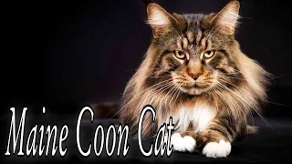 Maine Coon Cat. These Are The BEST REASONS To Get a Maine Coon Cat! Animals