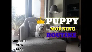 A DAY IN MY LIFE/ MALTESE PUPPY