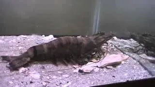 Invasive tiger shrimp